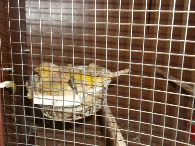  - CRESCATORIA MEA DE CANARI 2019
