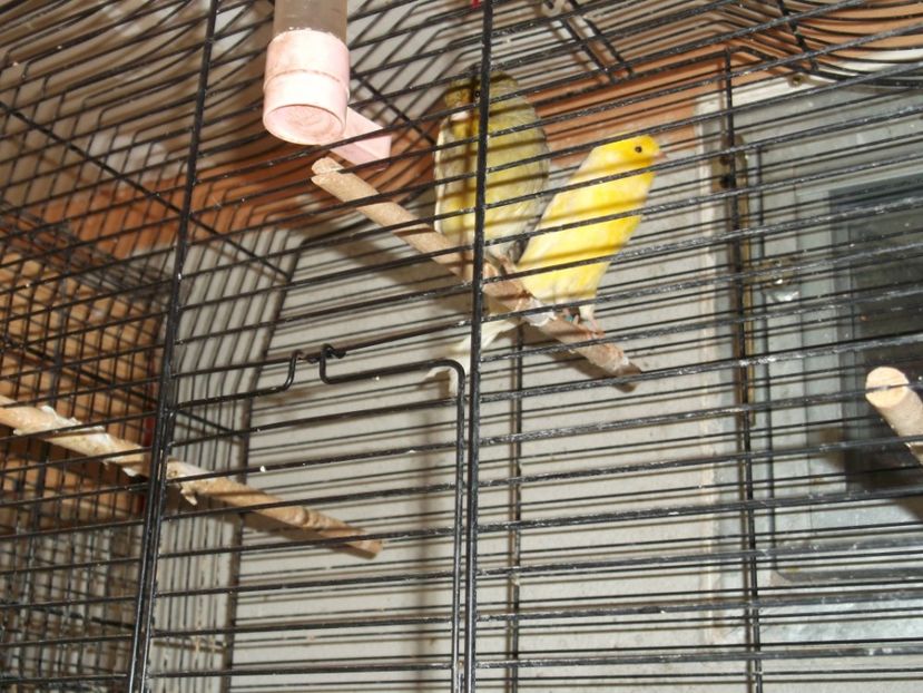  - CRESCATORIA MEA DE CANARI 2019