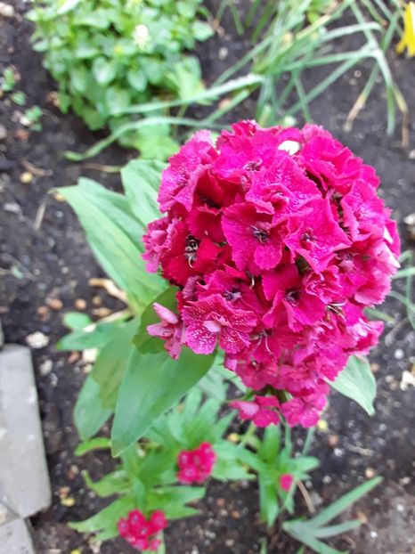 20180530_095444(0) - 30 mai