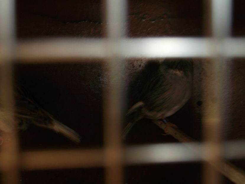  - CRESCATORIA MEA DE CANARI 2019