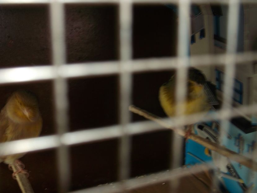  - CRESCATORIA MEA DE CANARI 2019
