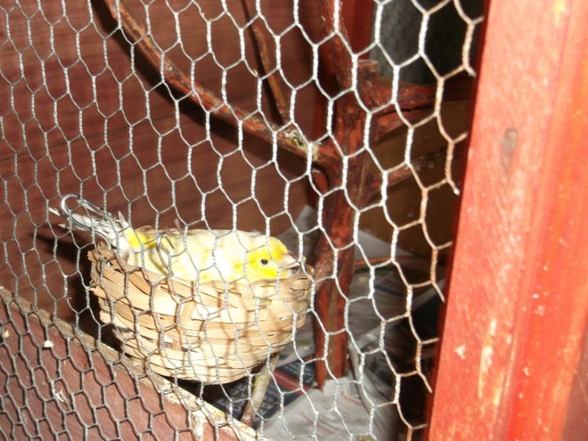 PE MUALINA - CRESCATORIA MEA DE CANARI 2019