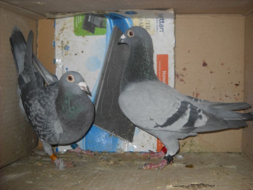  - UNDEVA IN SUCEAVA arhiva