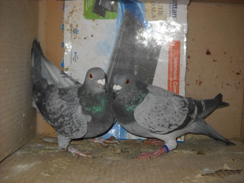  - UNDEVA IN SUCEAVA arhiva