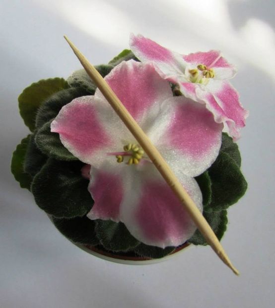 2019 - Rob_s Scrumptious