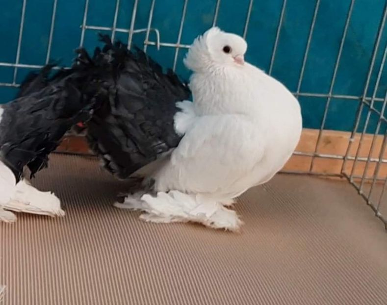 Grand Champion Russian pigeons Bulgaria România  2019 - Campion Romania si Bulgaria 2019