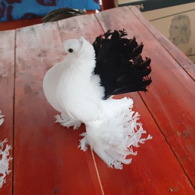  - Omski si Nordcaucazieni 2018