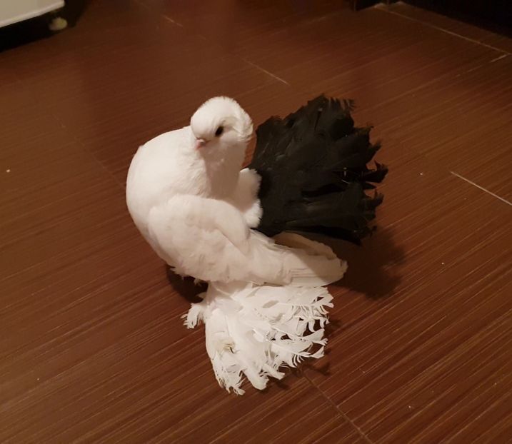  - Omski si Nordcaucazieni 2018