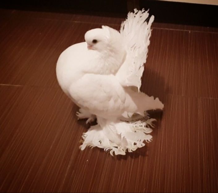  - Omski si Nordcaucazieni 2018