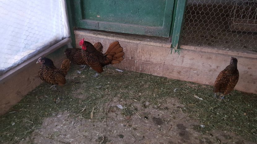  - Sebright auriu 2019