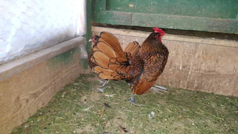  - Sebright auriu 2019