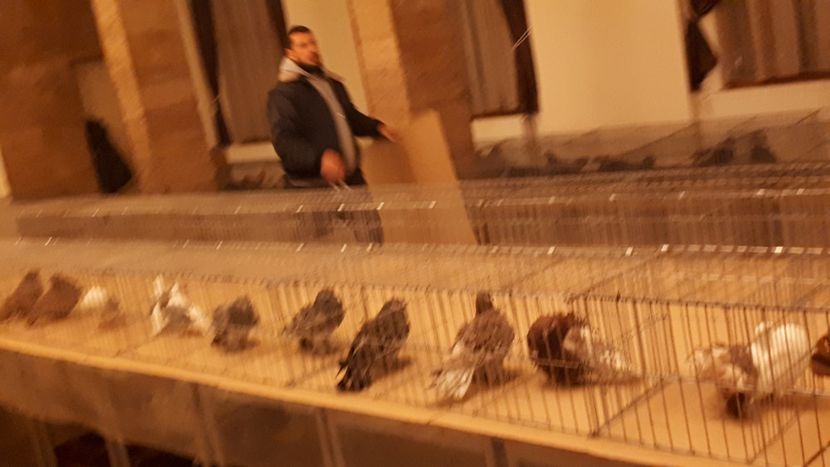  - EXPOZIȚIA ASOCIAȚIEI CETATE DEVA LA CUGIR ÎN 10 Februarie 2019