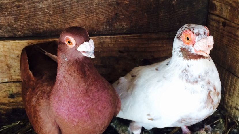 image - Berberi 2019