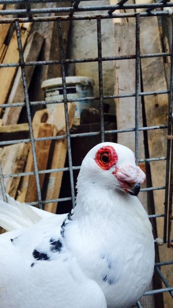 F2018 - Berberi 2019