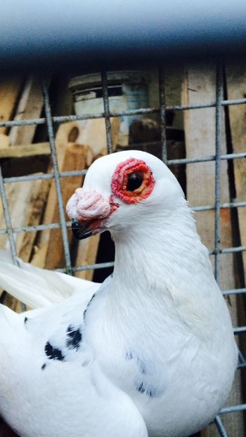 F2018 - Berberi 2019