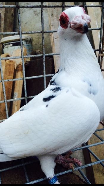 Femela 2018 - Berberi 2019