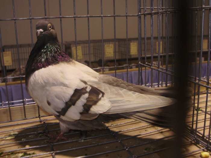 bragagiu 1 - 1511 rz