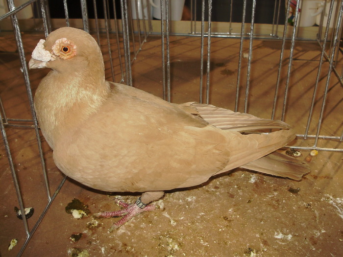 carunculat 1 - 1511 rz