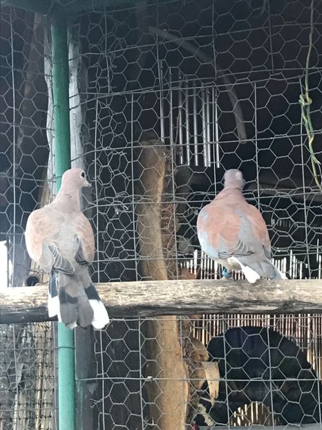 B270A13B-2363-4EC6-84B6-6603FE6188E0 - Turturele senegal