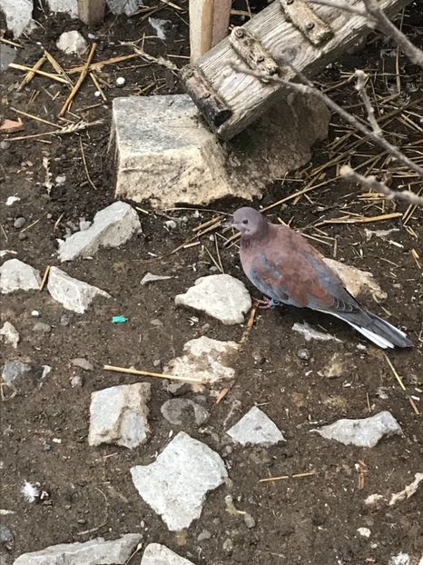 F3113FEF-222D-4BDC-AA5B-3583EBABDB7B - Turturele senegal