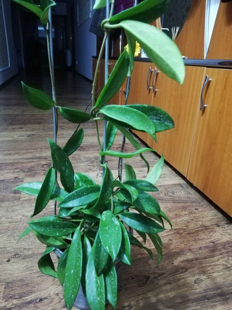  - Hoya publicalix silver pink