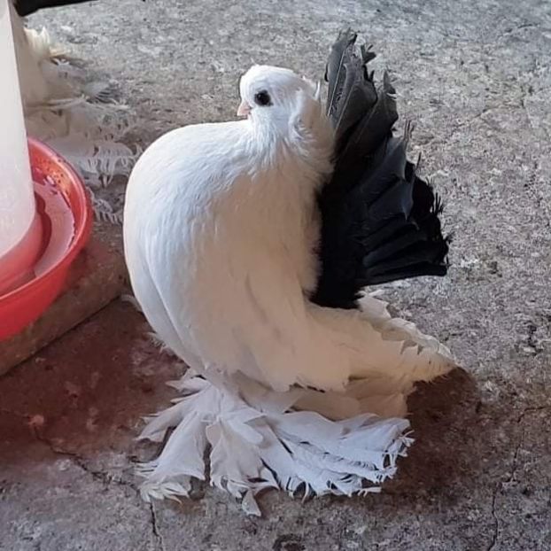  - Omski si Nordcaucazieni 2018