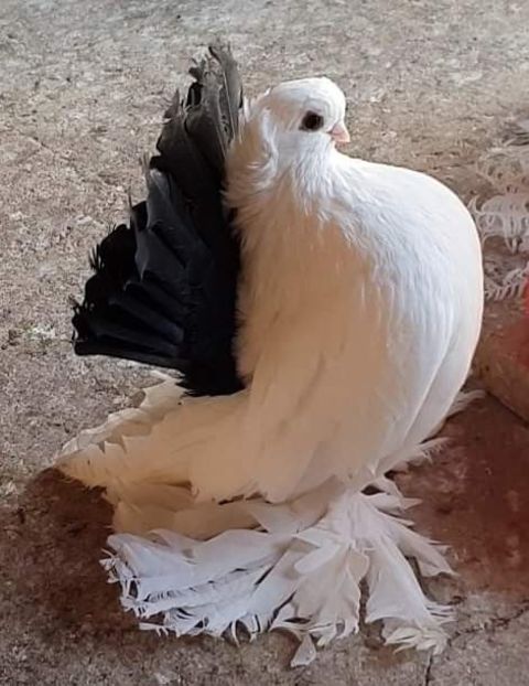  - Omski si Nordcaucazieni 2018