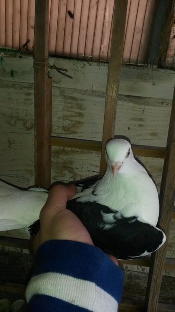 Mascul 2017-2018 - 0 A PE-NEGRII mei in anul 2019