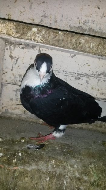  - 0 A PE-NEGRII mei in anul 2019