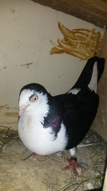  - 0 A PE-NEGRII mei in anul 2019