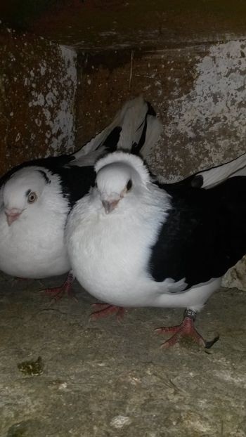 F- 2015 M- 2014 - 0 A PE-NEGRII mei in anul 2019