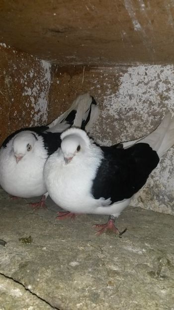  - 0 A PE-NEGRII mei in anul 2019