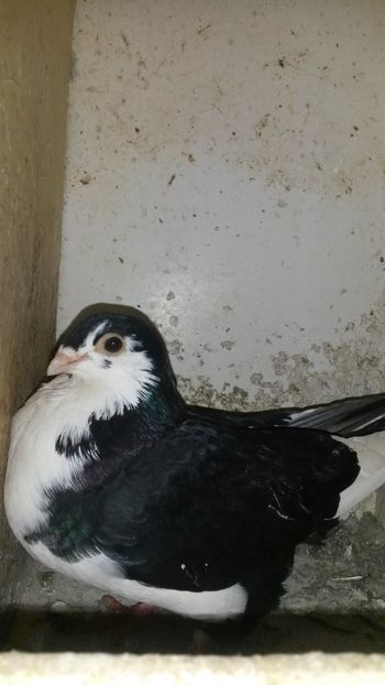  - 0 A PE-NEGRII mei in anul 2019