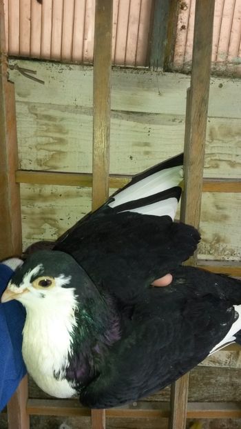  - 0 A PE-NEGRII mei in anul 2019