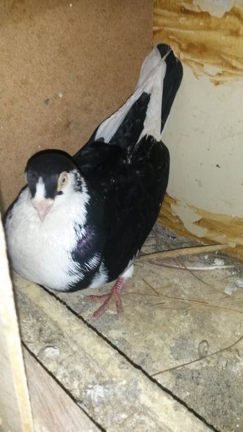  - 0 A PE-NEGRII mei in anul 2019