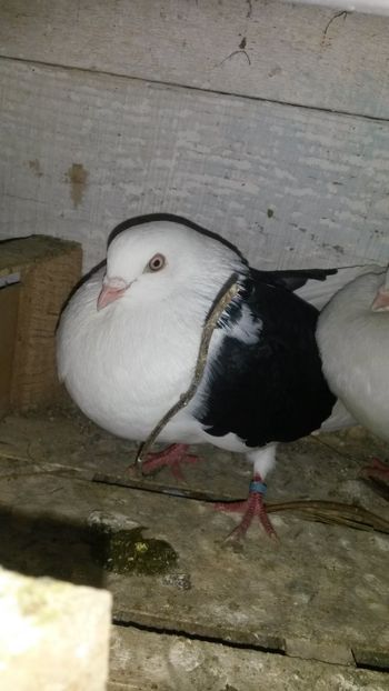 Mascul 2018 patat - 0 A PE-NEGRII mei in anul 2019