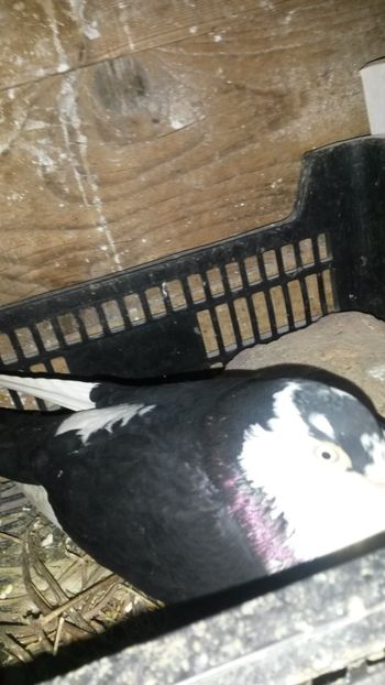 Femela 2017 - 0 A PE-NEGRII mei in anul 2019