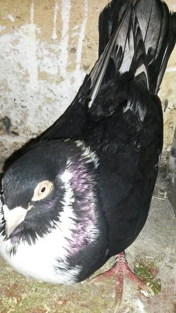 Femela 2015 grif - 0 A PE-NEGRII mei in anul 2019