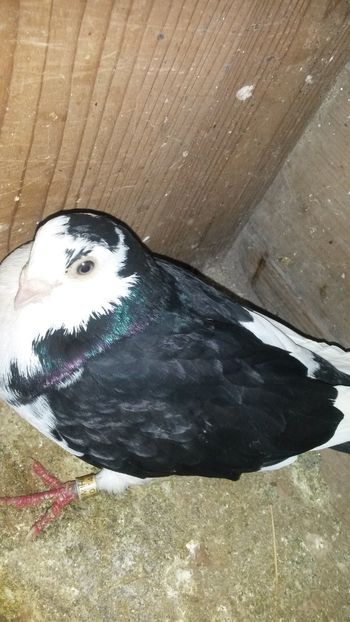  - 0 A PE-NEGRII mei in anul 2019