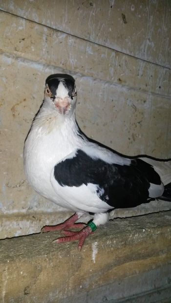 Mascul 2014 - 0 A PE-NEGRII mei in anul 2019