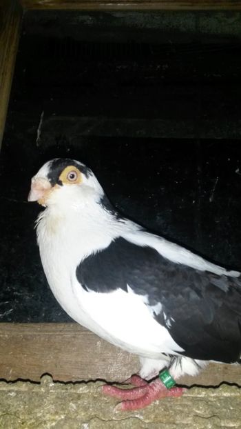  - 0 A PE-NEGRII mei in anul 2019