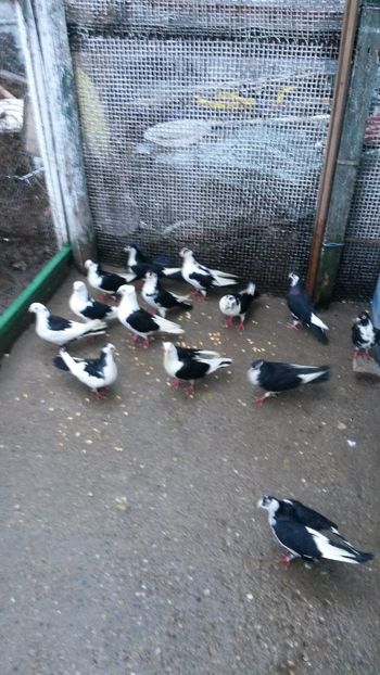  - 0 A PE-NEGRII mei in anul 2019