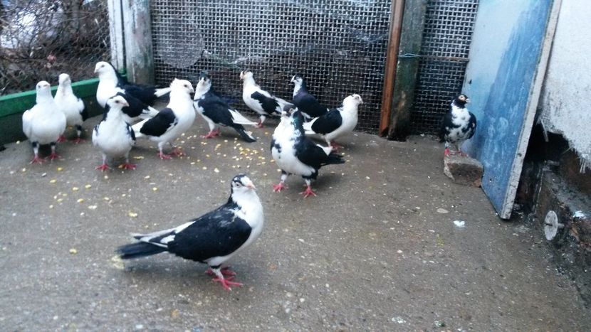  - 0 A PE-NEGRII mei in anul 2019