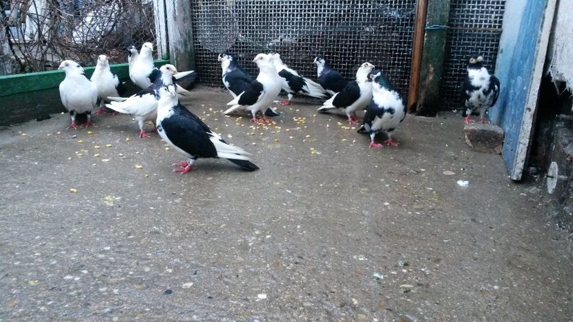  - 0 A PE-NEGRII mei in anul 2019