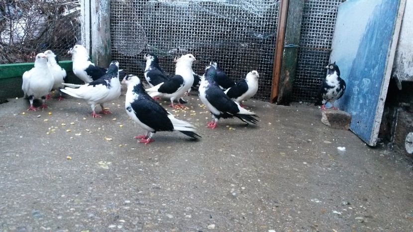  - 0 A PE-NEGRII mei in anul 2019