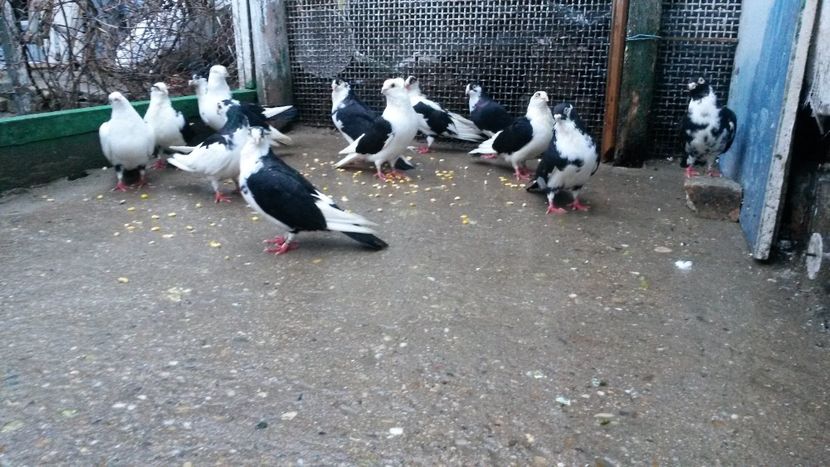  - 0 A PE-NEGRII mei in anul 2019