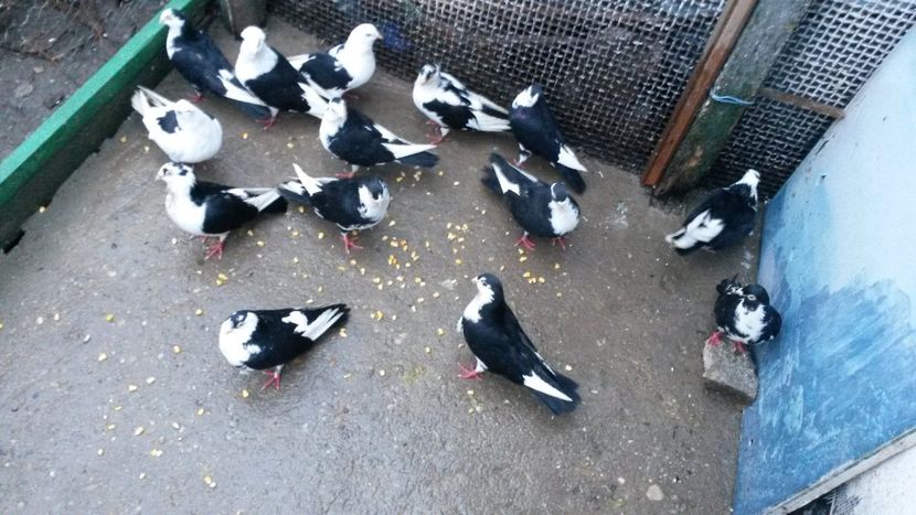  - 0 A PE-NEGRII mei in anul 2019