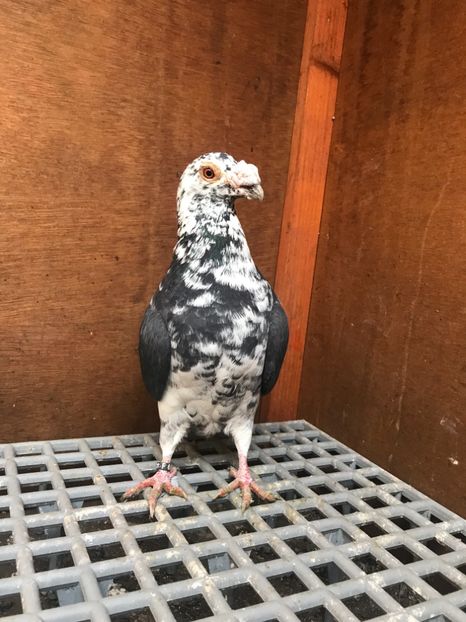 BD6D3A56-39DD-4F05-8044-763DC29EC97E - Italieni Vanduti