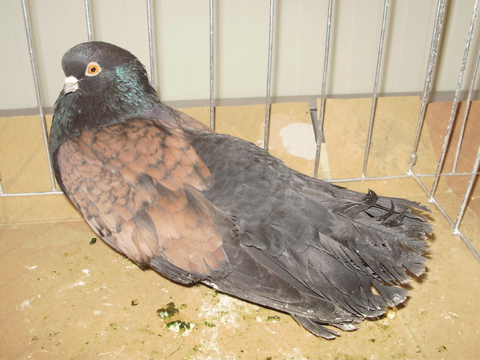 orbetean 1 - 1511 rz