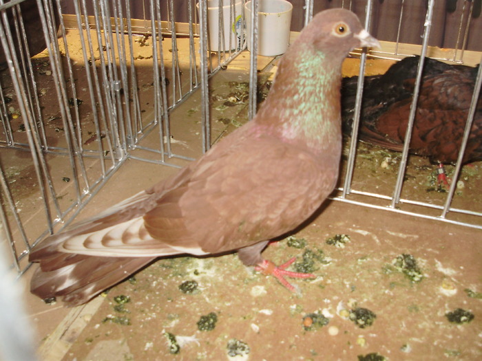 rosu tgv 1 - 1511 rz